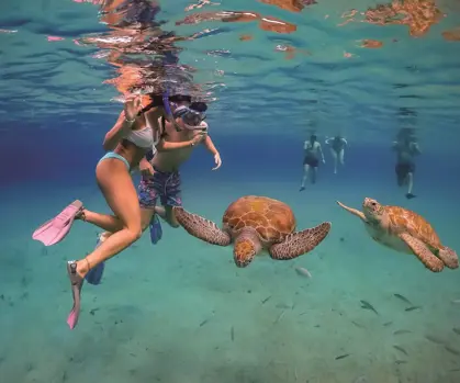 Klein-Curacao-turtle-Resized